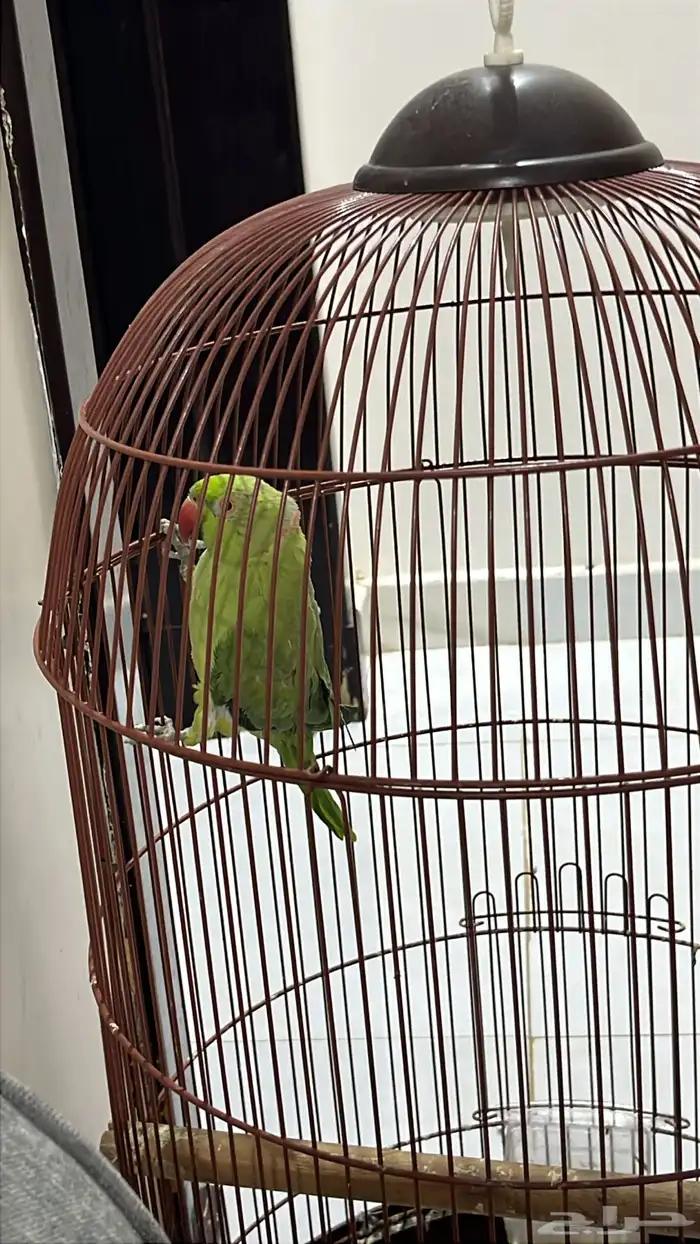 ببغاء الدر 1