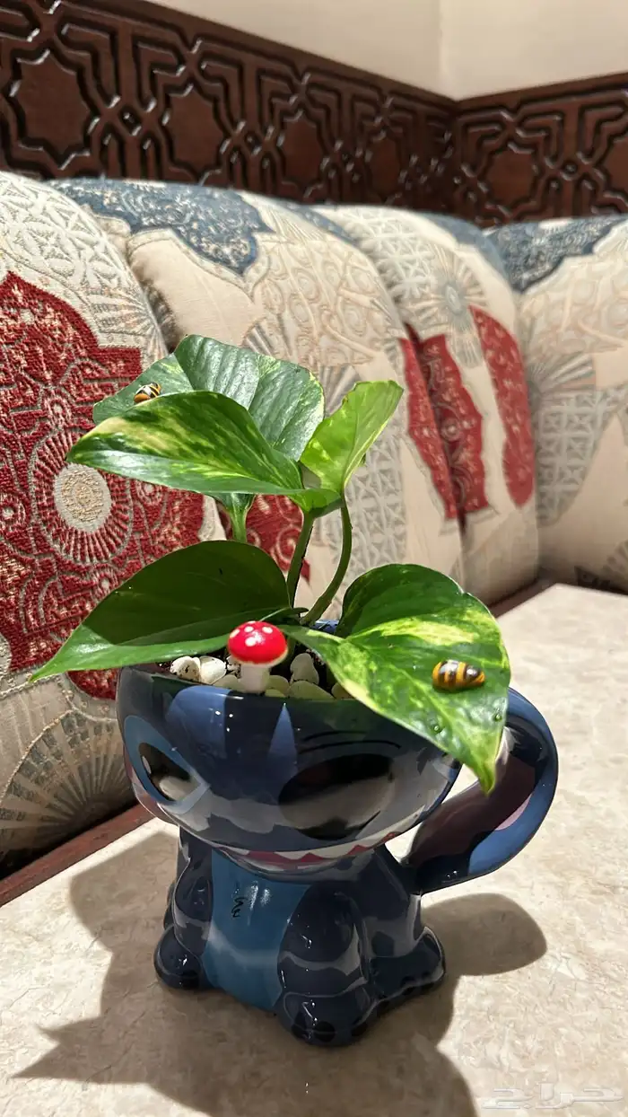 هدايا سمك ونباتات 4