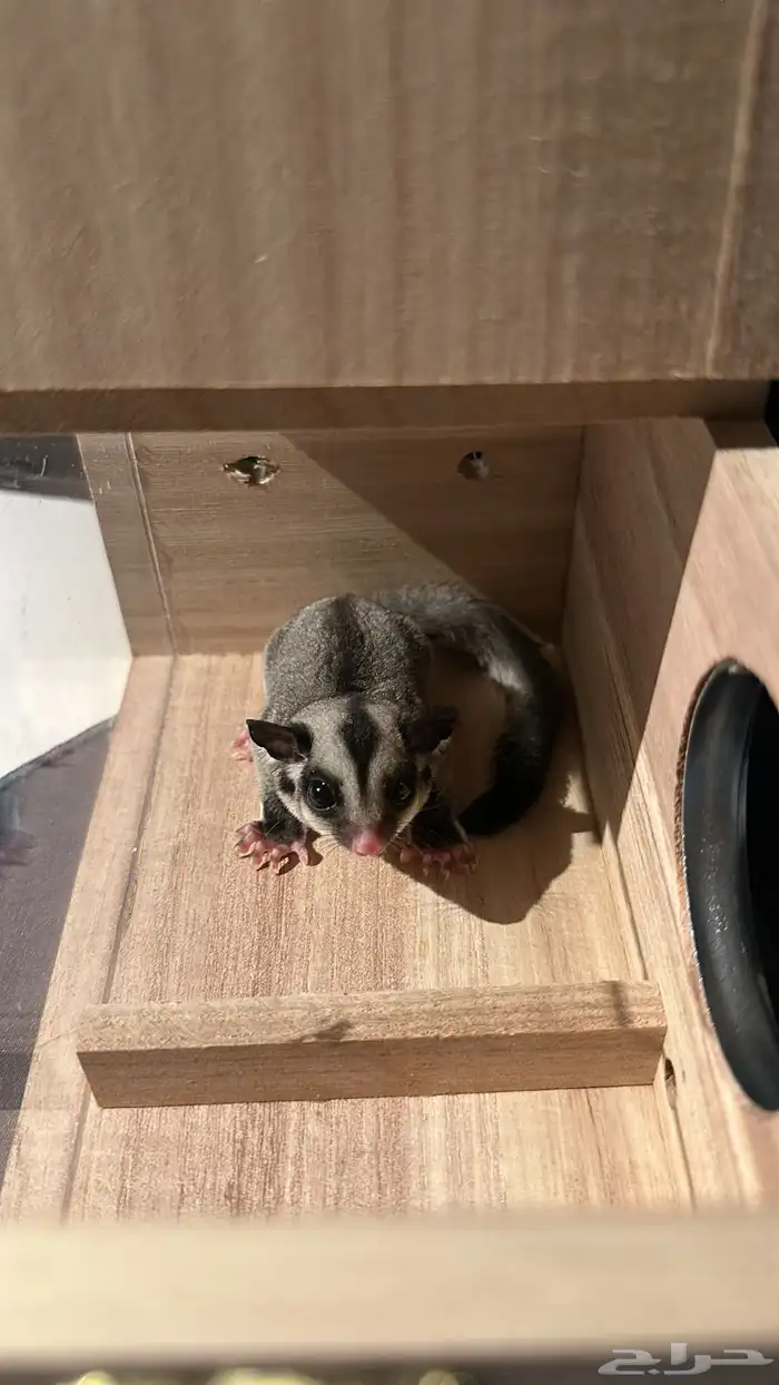 سنجاب طائر 0