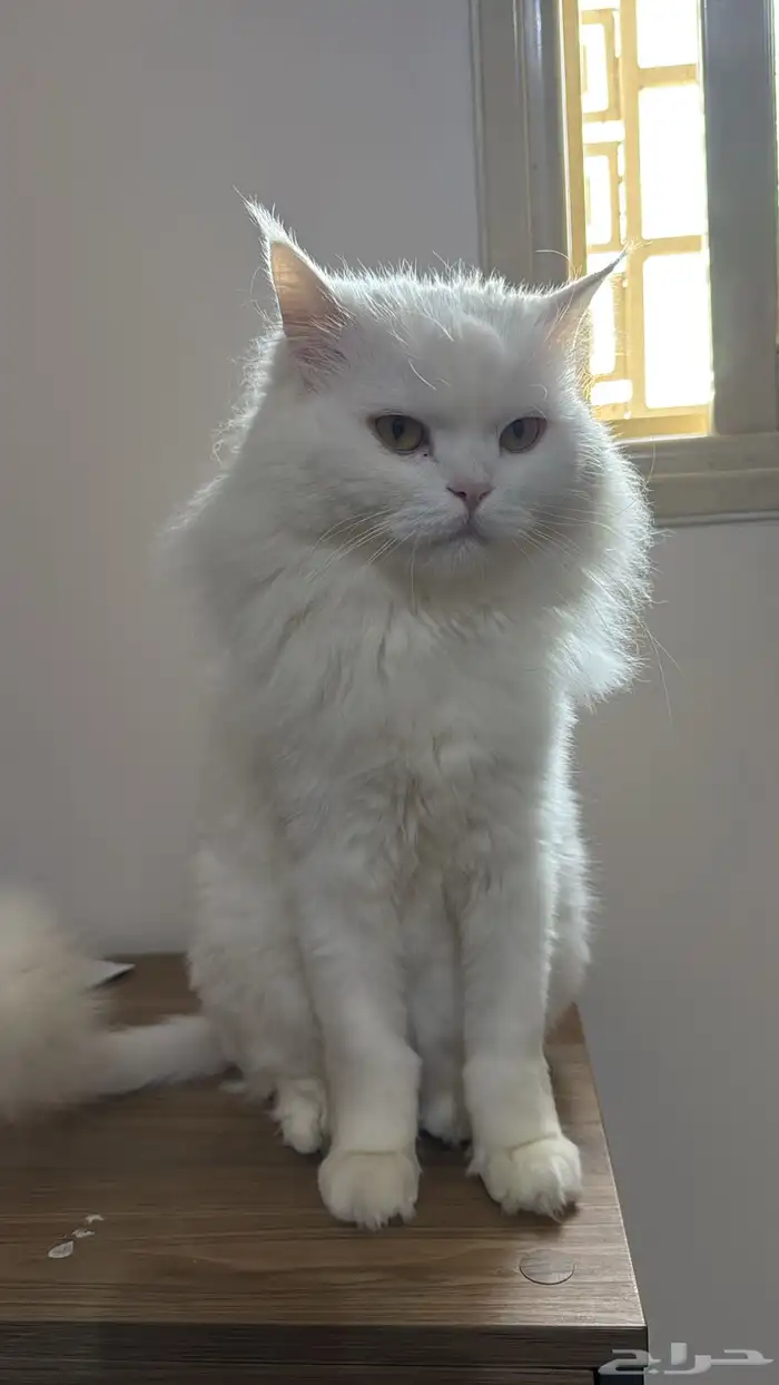 قط شيرازي تركي ذكر للبيع معا اغراضه كامله 9