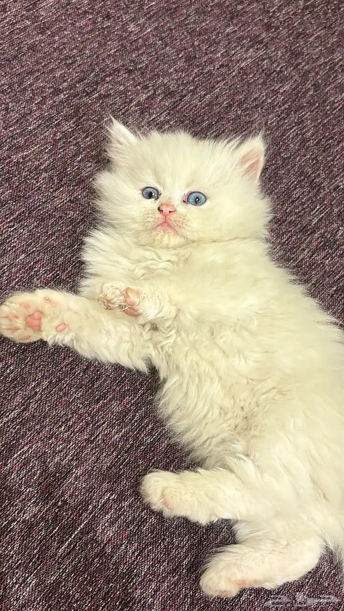 قطط للبيع ليست للتبني 0