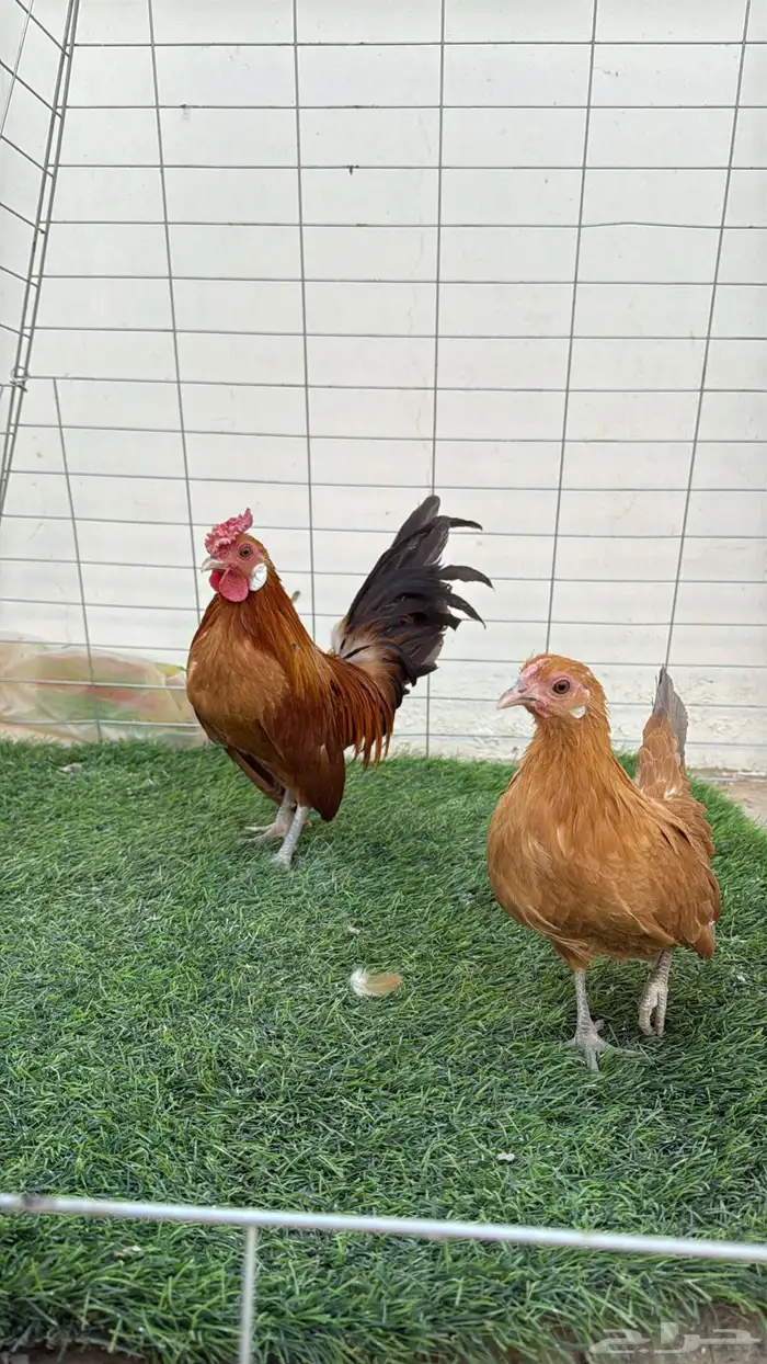 جوز دجاج روز 0