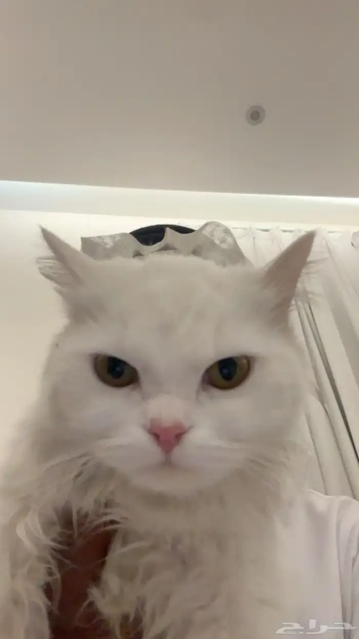 قط للبيع شيرازي عمره 8 شهور ذكر مع اغراضه 0