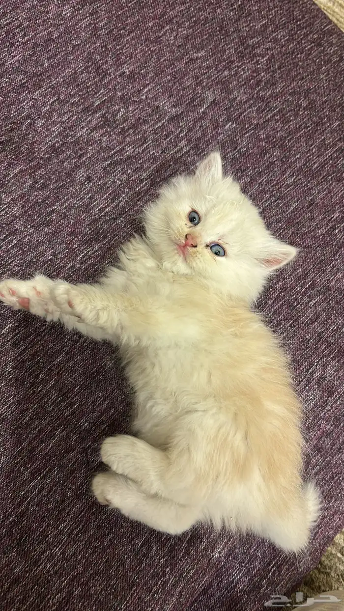 قطط للبيع ليست للتبني 2