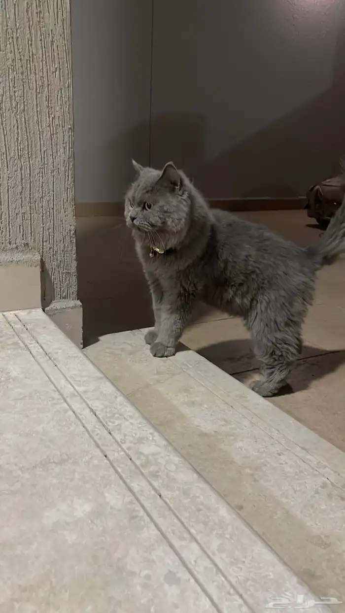 قظوه ضايعة 0