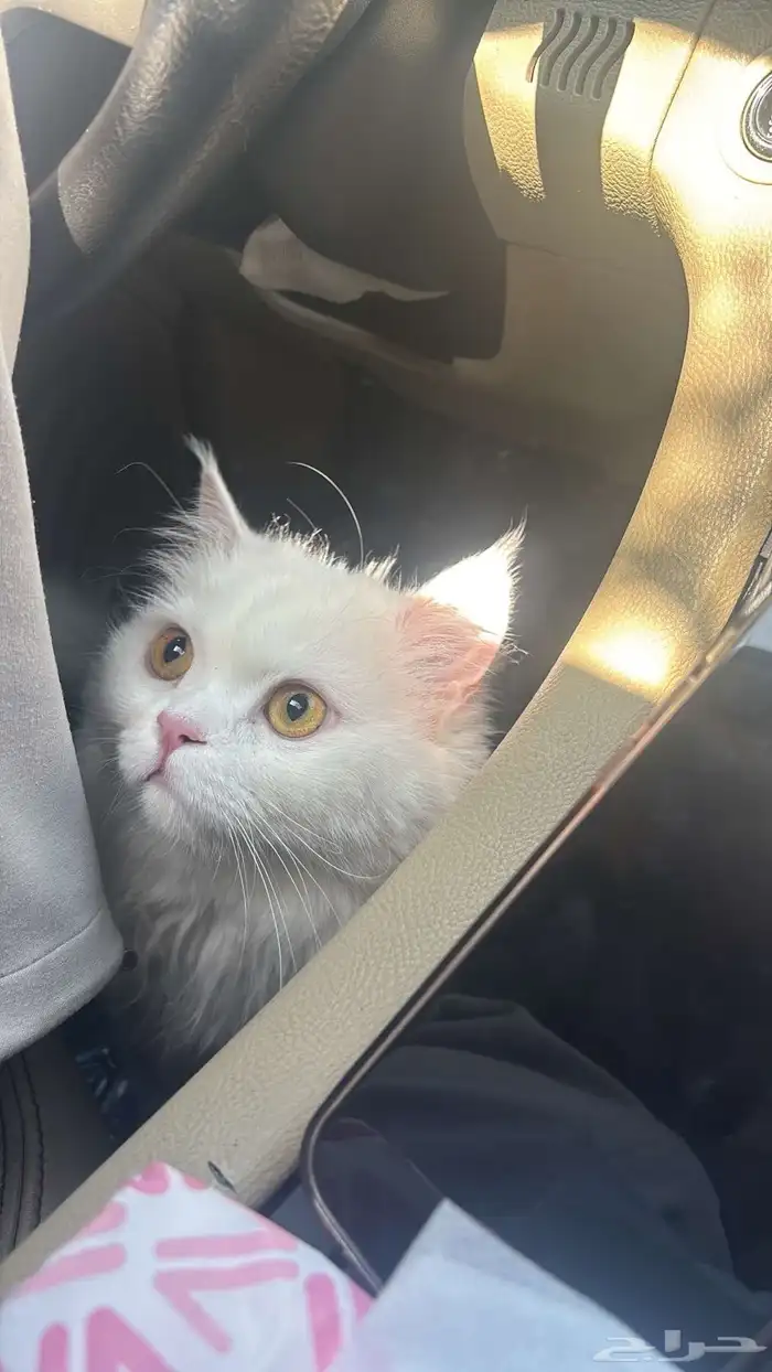 قط شيرازي تركي ذكر للبيع معا اغراضه كامله 7