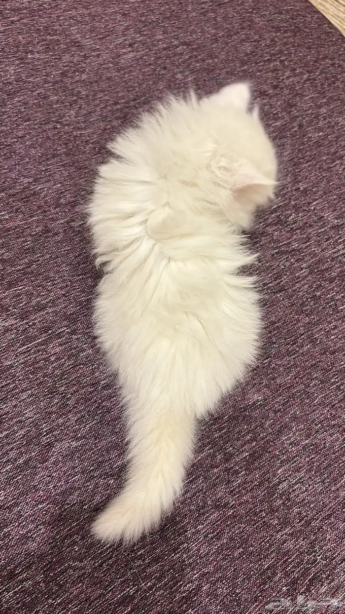 قطط للبيع ليست للتبني 4