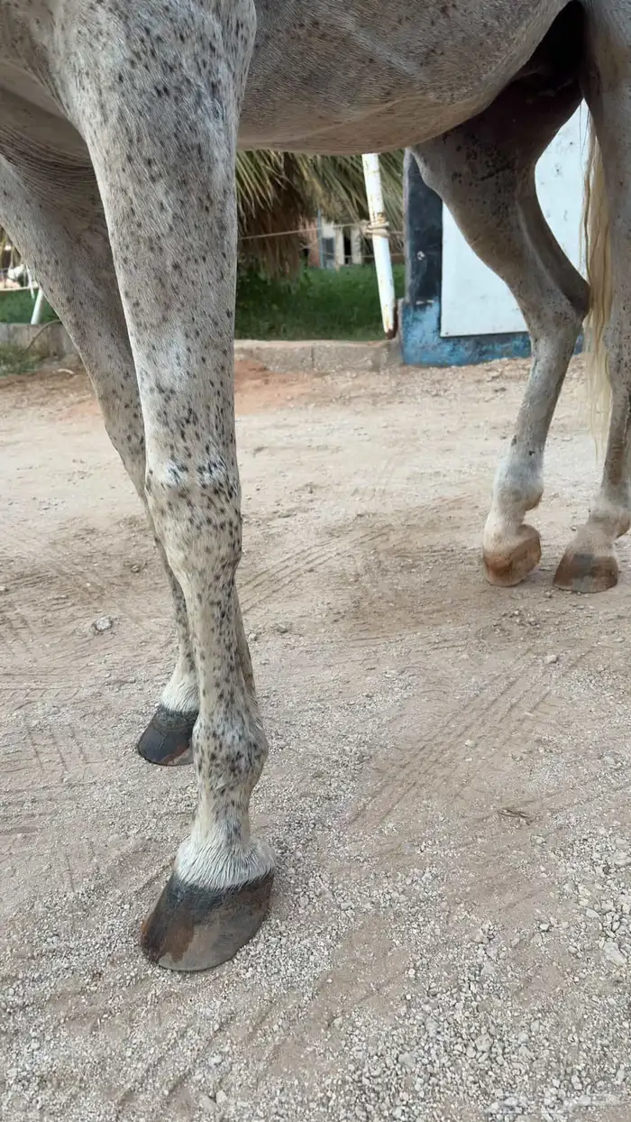 فرس مصريه بيور فاخرة هاديه ولقاح 2