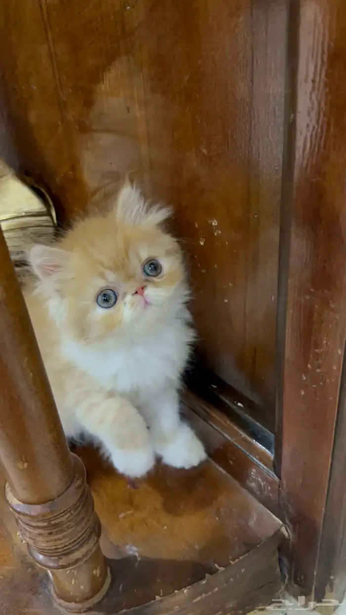 دكر شيرازي بيكي فيس العمر شهر ونص خالي من الأمراض 3