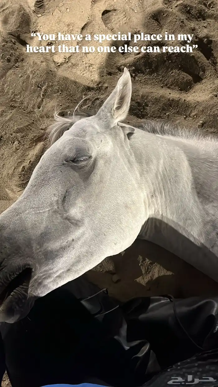 مربط وإسطبل فخر الجنوب 4