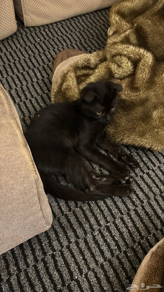 قطه للتبني سكوتش فولد ذكر مع أغراضه كامله 3