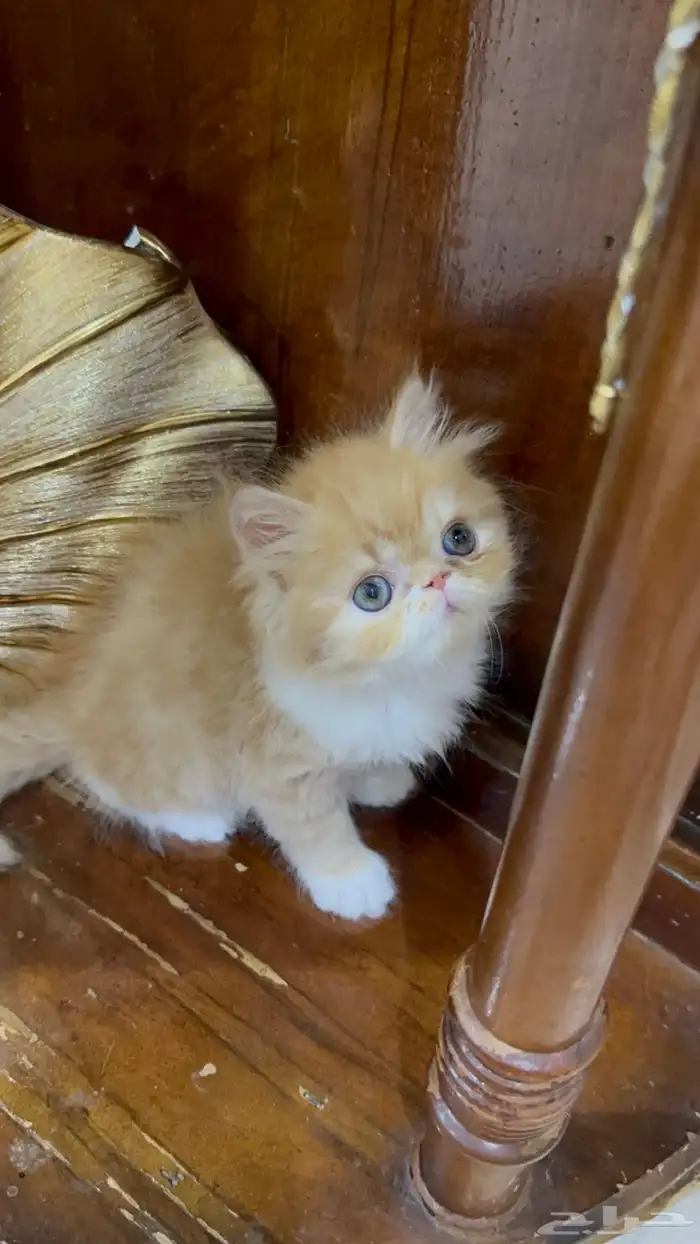 دكر شيرازي بيكي فيس العمر شهر ونص خالي من الأمراض 2