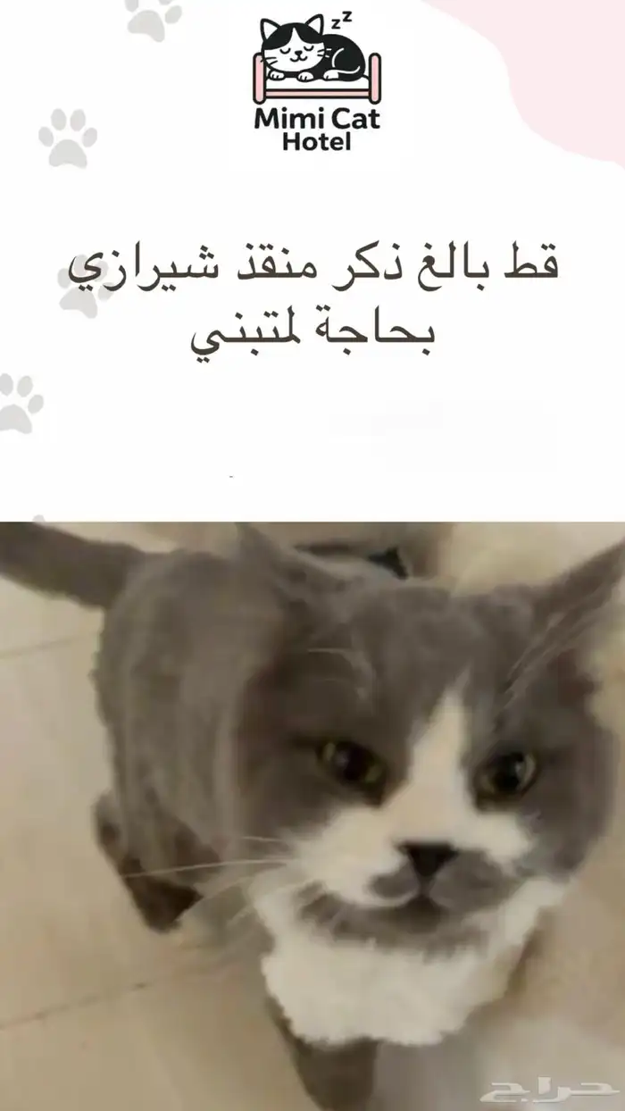 قط ذكر للتبني 0