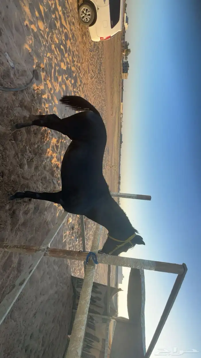 فرس  شعبية للبيع 13