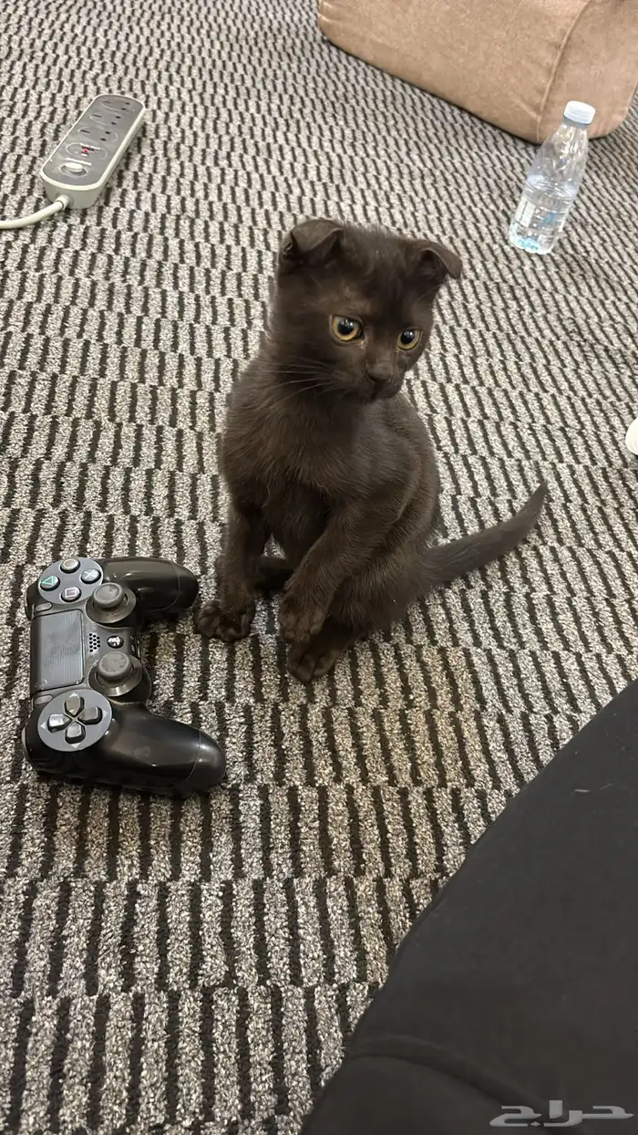 قطه للتبني سكوتش فولد ذكر مع أغراضه كامله 4