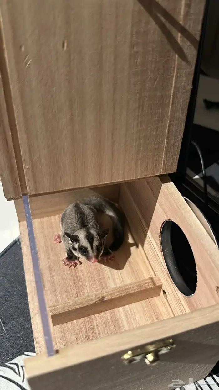 سنجاب طائر 1