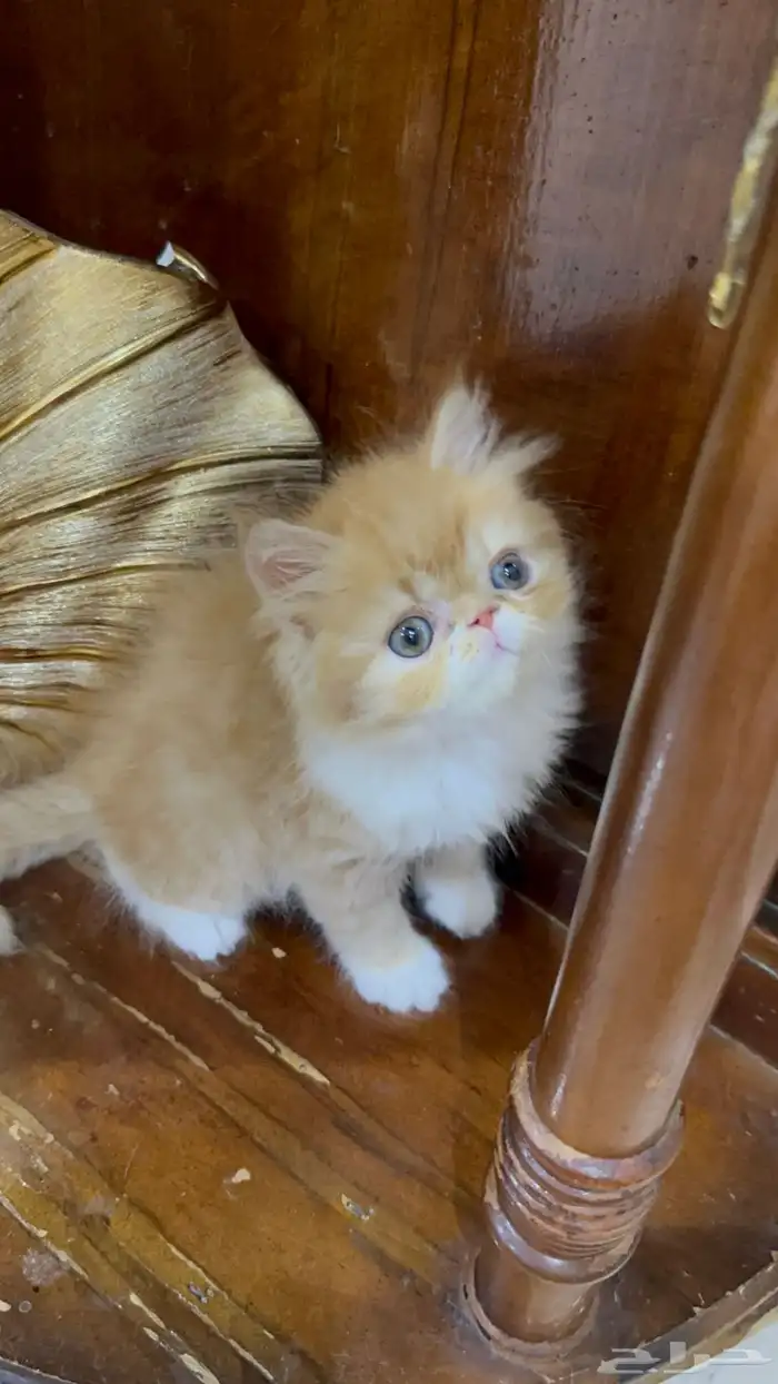 دكر شيرازي بيكي فيس العمر شهر ونص خالي من الأمراض 0