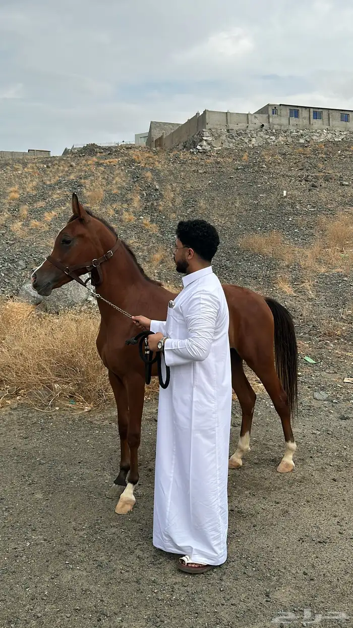 مهره واهو حفيدة ابها قطر 0