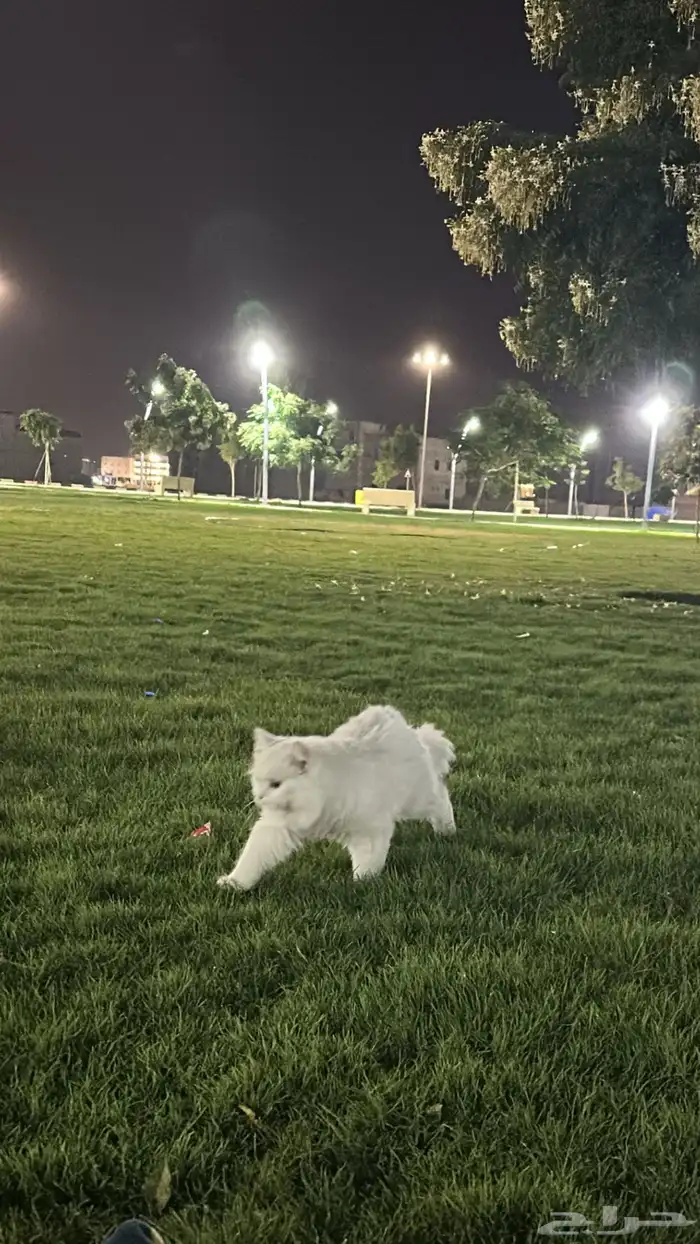 قط للبيع شيرازي عمره 8 شهور ذكر مع اغراضه 2