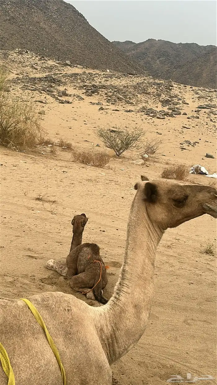 خلفه مصغر البيع مستعجل 4