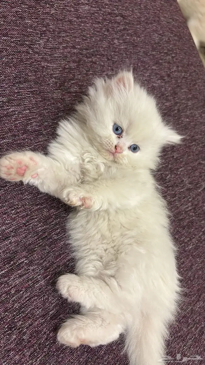 قطط للبيع ليست للتبني 3