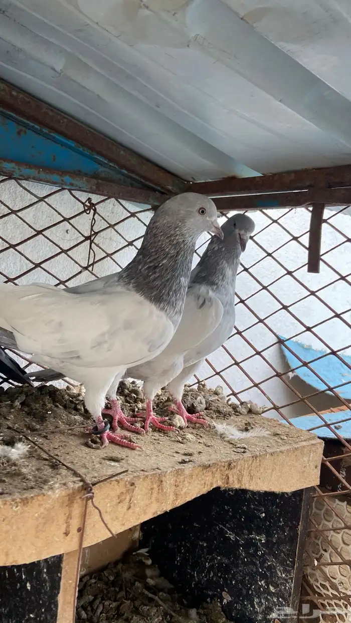 حمام باكستاني 1