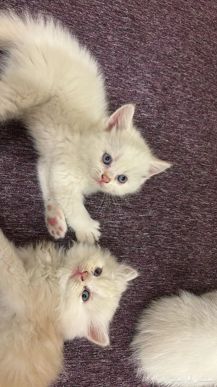 قطط للبيع ليست للتبني 1