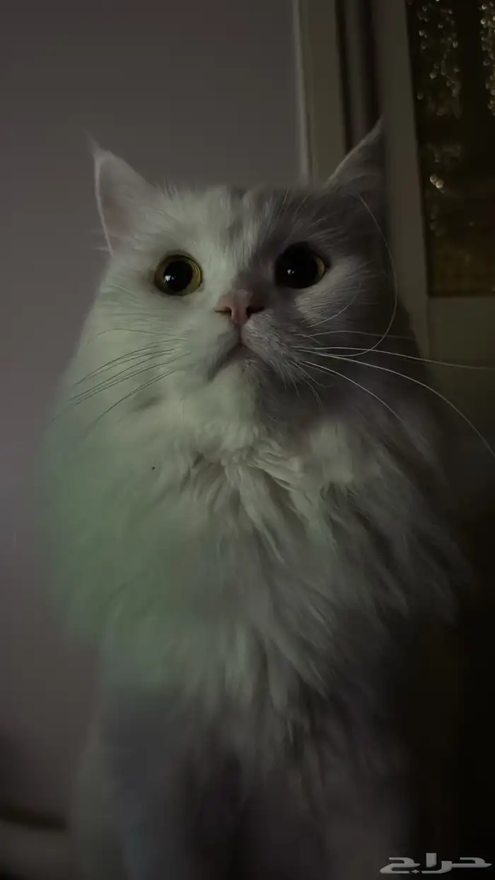 قط شيرازي تركي ذكر للبيع معا اغراضه كامله 10