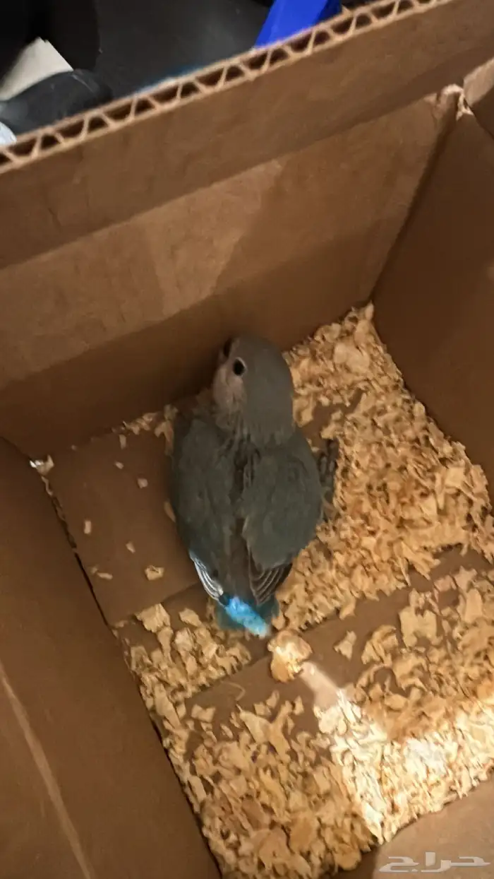 فرخ روز حجم طيب 1