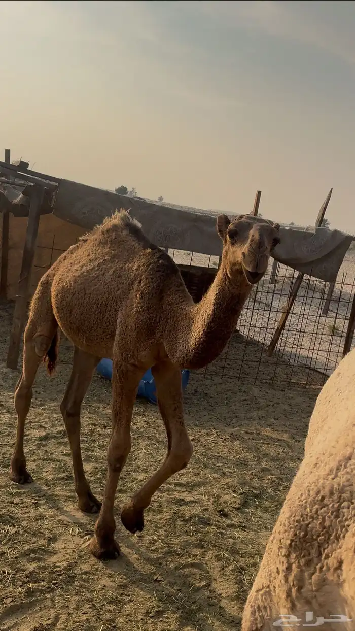 للبيع قعود الصفر 0