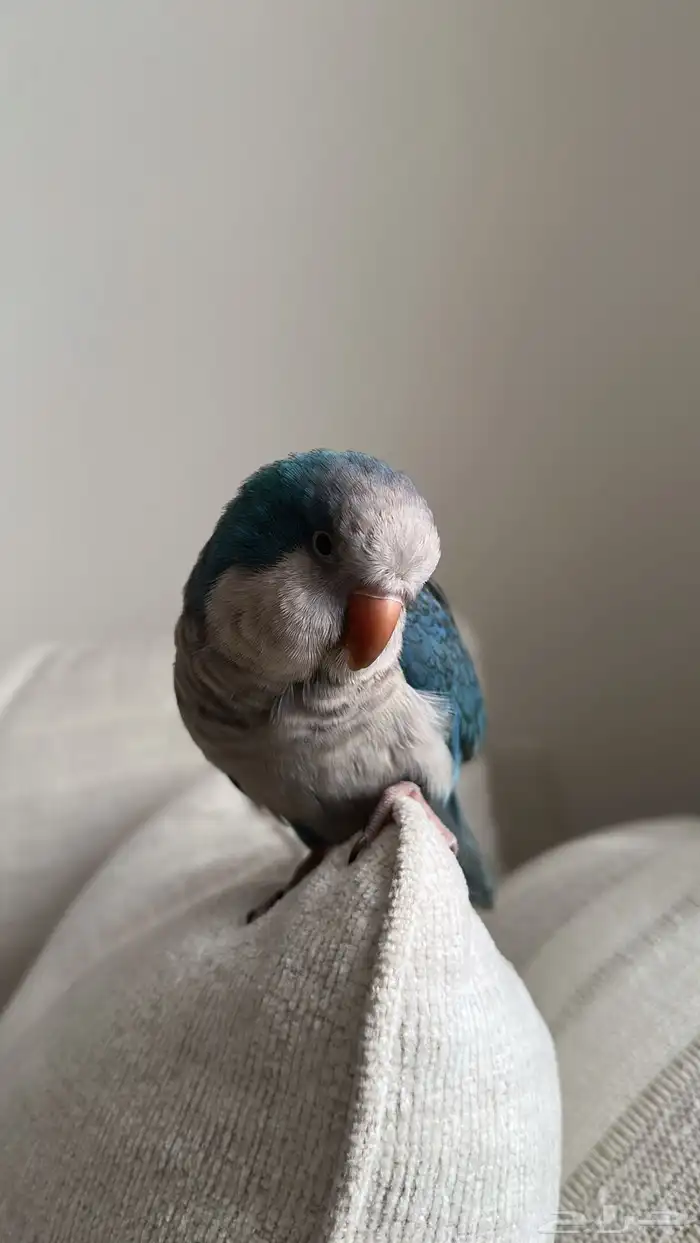 ببغاء كويكر 0