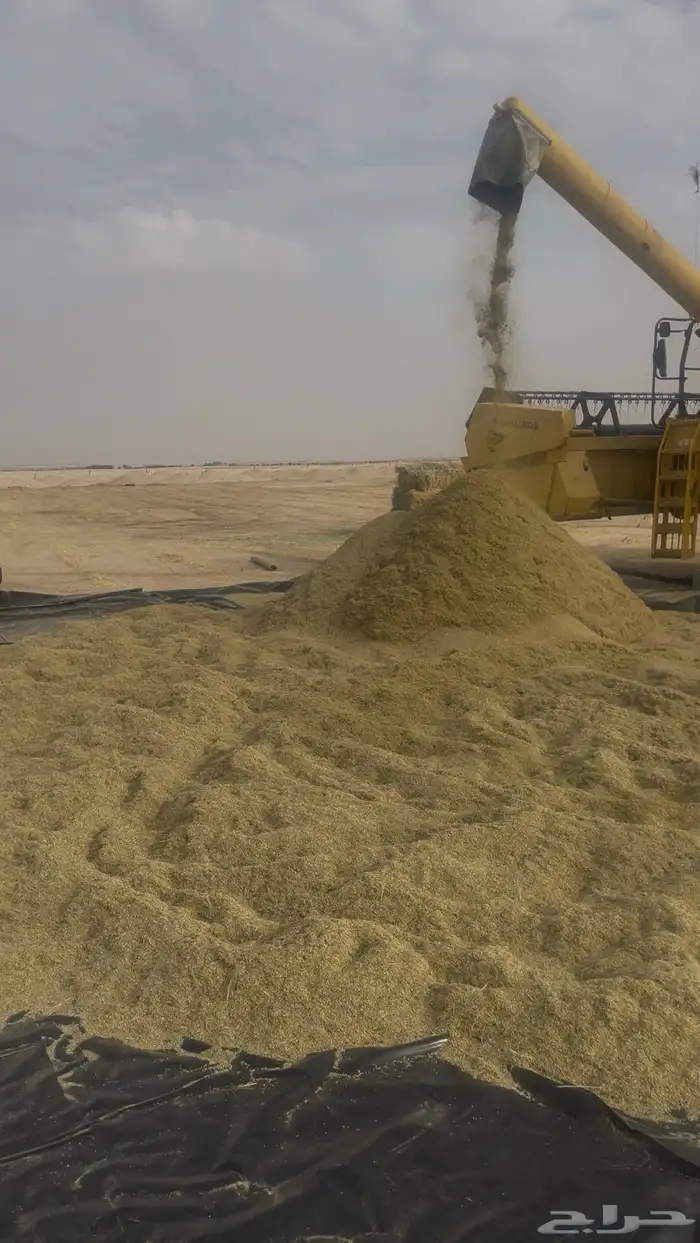 للبيع بذر رودس بلدي صافي 1