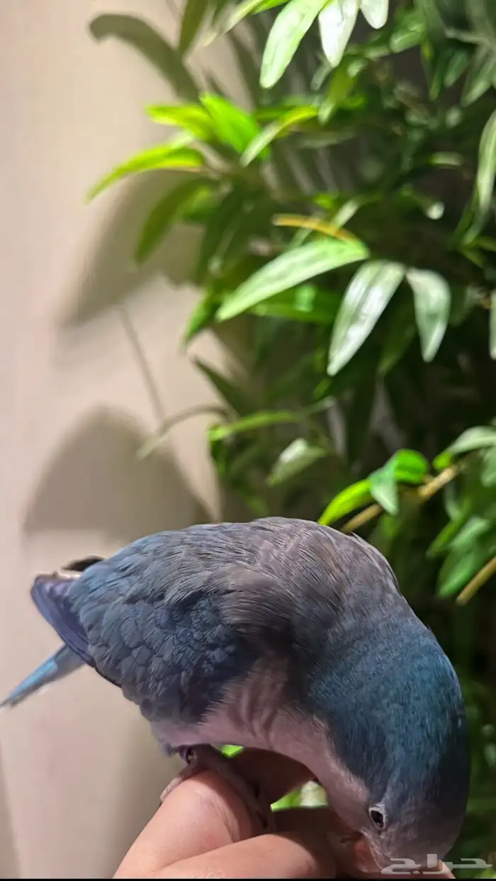 ببغاء كويكر 1