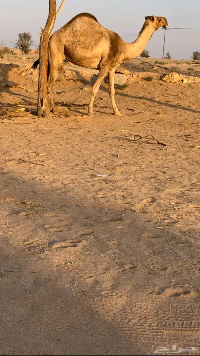 ياشاري الحمرا الكفو اللقحه باقي لها شهرين 0