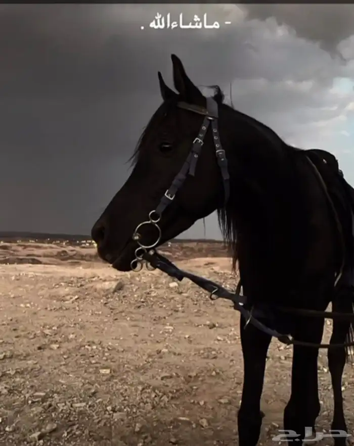 مربط وإسطبل فخر الجنوب 0