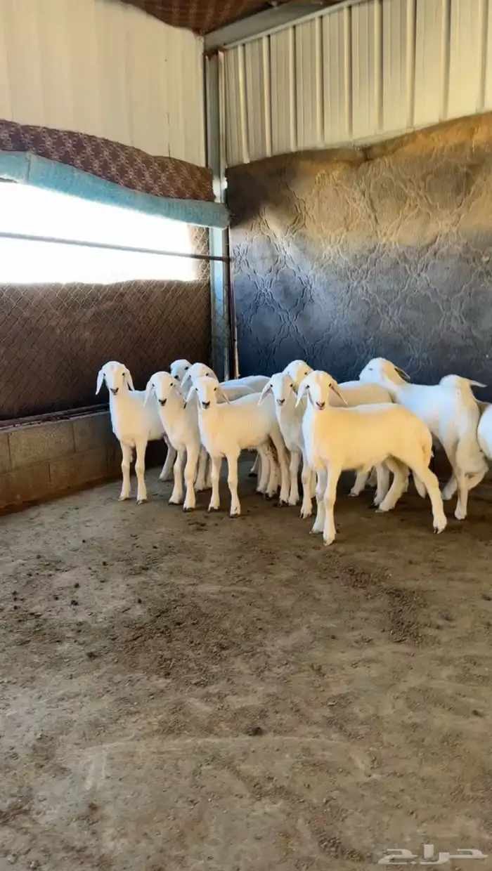 10 بهم فل شحم شعره قصيره 0