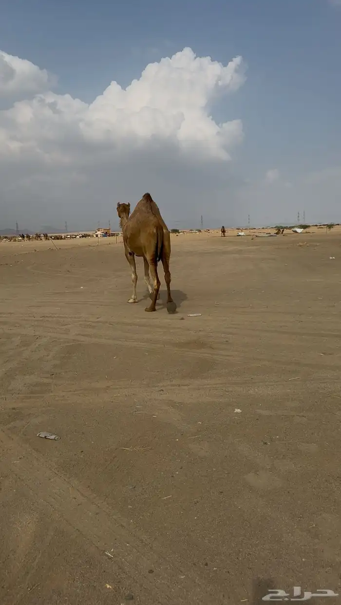 لقحه للبيع 3