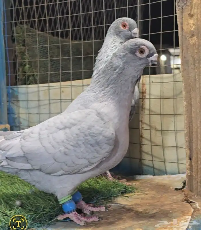 جوز قرقاطي ناعم مدلل 4