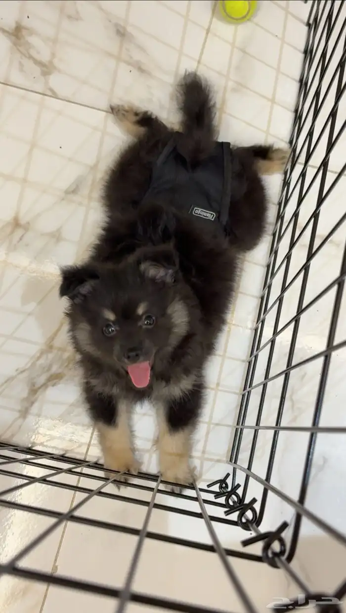 كلب بومرينيان 4