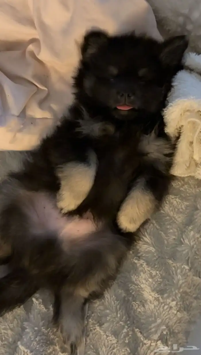 كلب بومرينيان 5