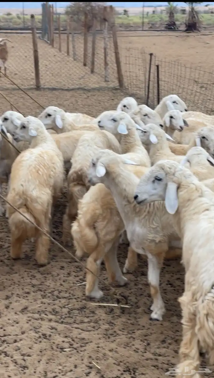 طليان حريه 0