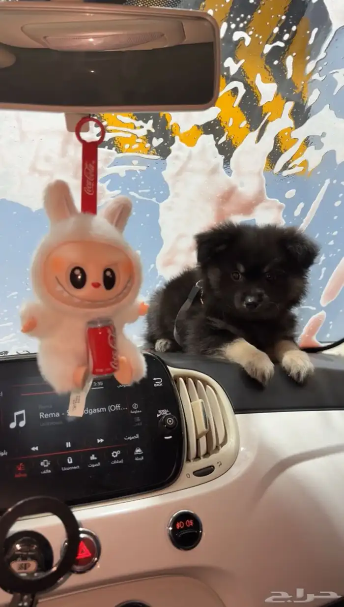 كلب بومرينيان 2