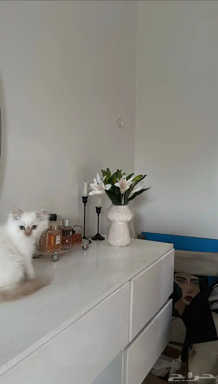 قط شيرازي للبيع العمر 3 شهور 0