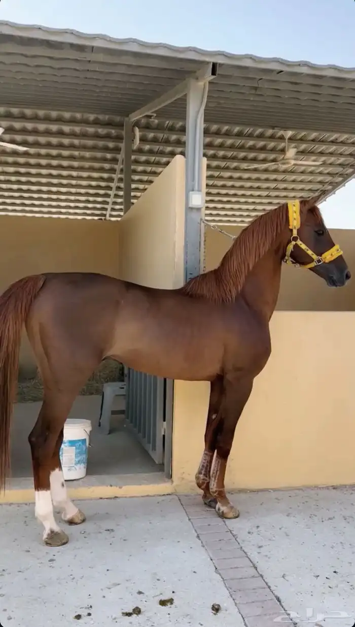 حصان واهو فرنسي للبيع 4