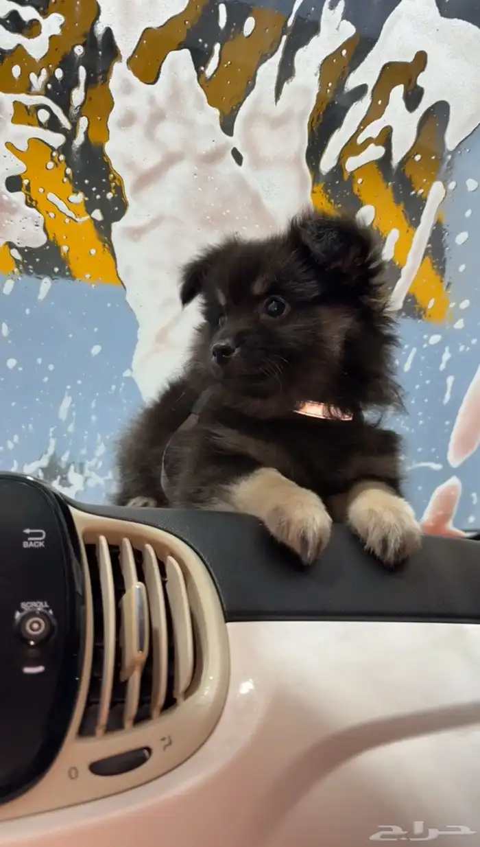 كلب بومرينيان 1