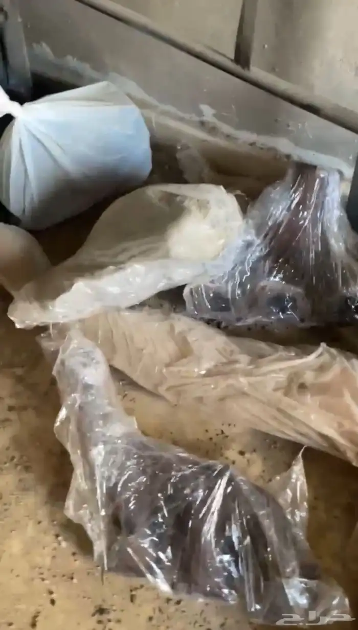 قطع غيار نيسان سوبر سفاري 2022 3