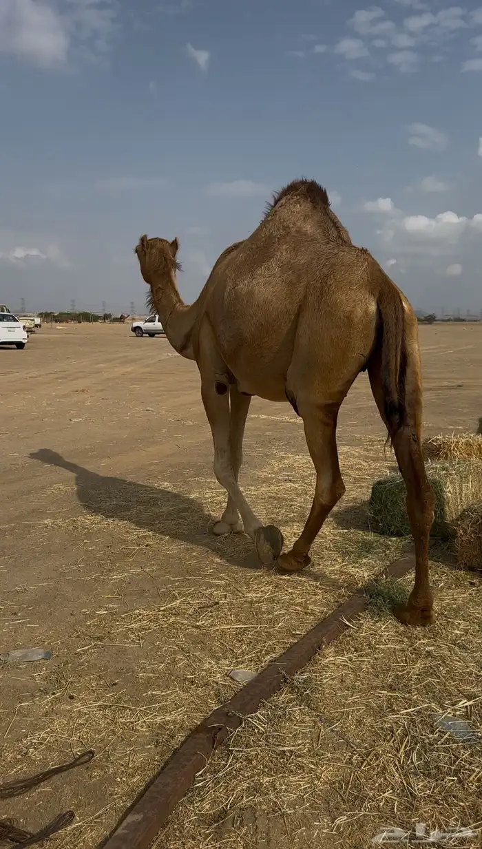 لقحه للبيع 1