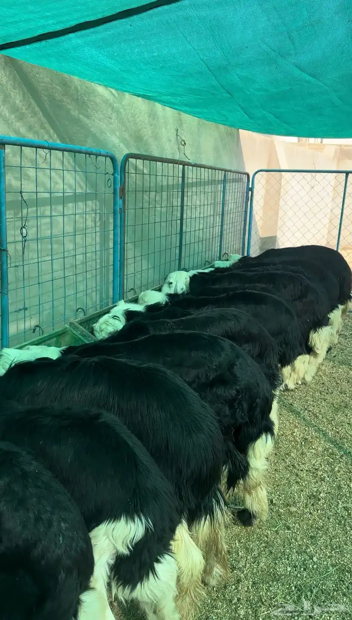 بهم نجد فاخر شعره رقم واحد 0