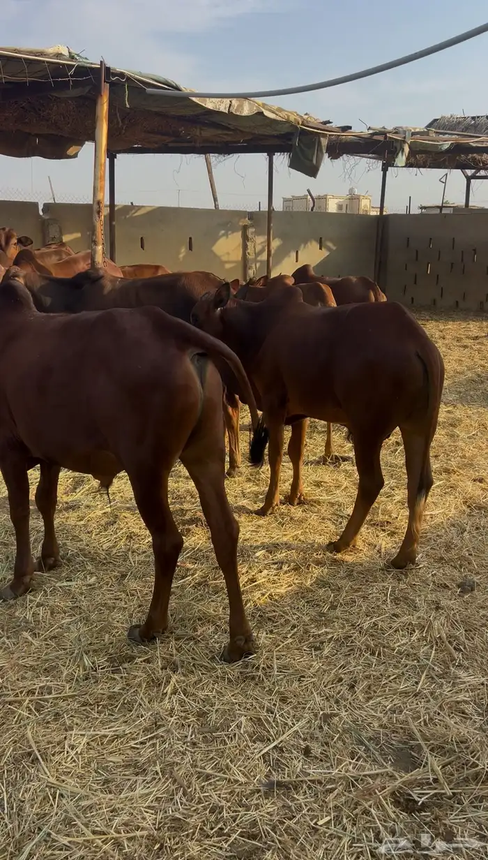 حسلان بلدي دهم 2