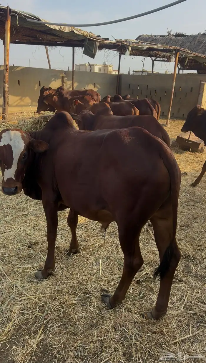 حسلان بلدي دهم 0